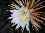 Blüte der Königin der Nacht, sehen und riechen